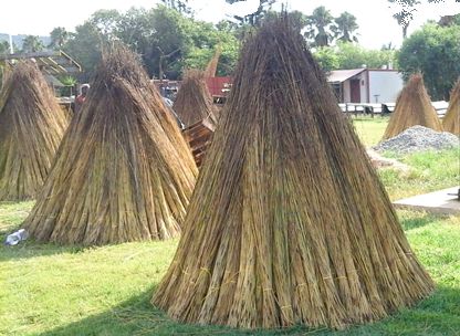 Standing bundles of Cape reed